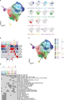 Tracking Immunoglobulin Repertoire and Transcriptomic Changes in Germinal Center B Cells by Single-Cell Analysis